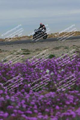 media/Jan-14-2023-SoCal Trackdays (Sat) [[497694156f]]/Turn 14 Exit Bloomig (145pm)/
